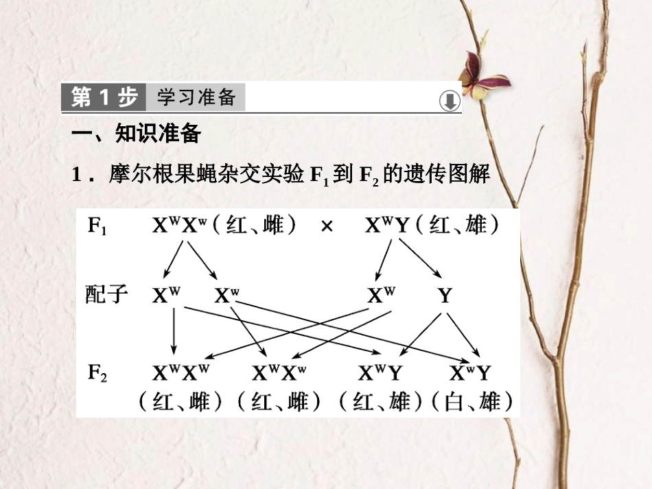 高中生物 第二章 基因和染色体的关系 第3节 伴性遗传课件 新人教版必修2[共65页]_第2页