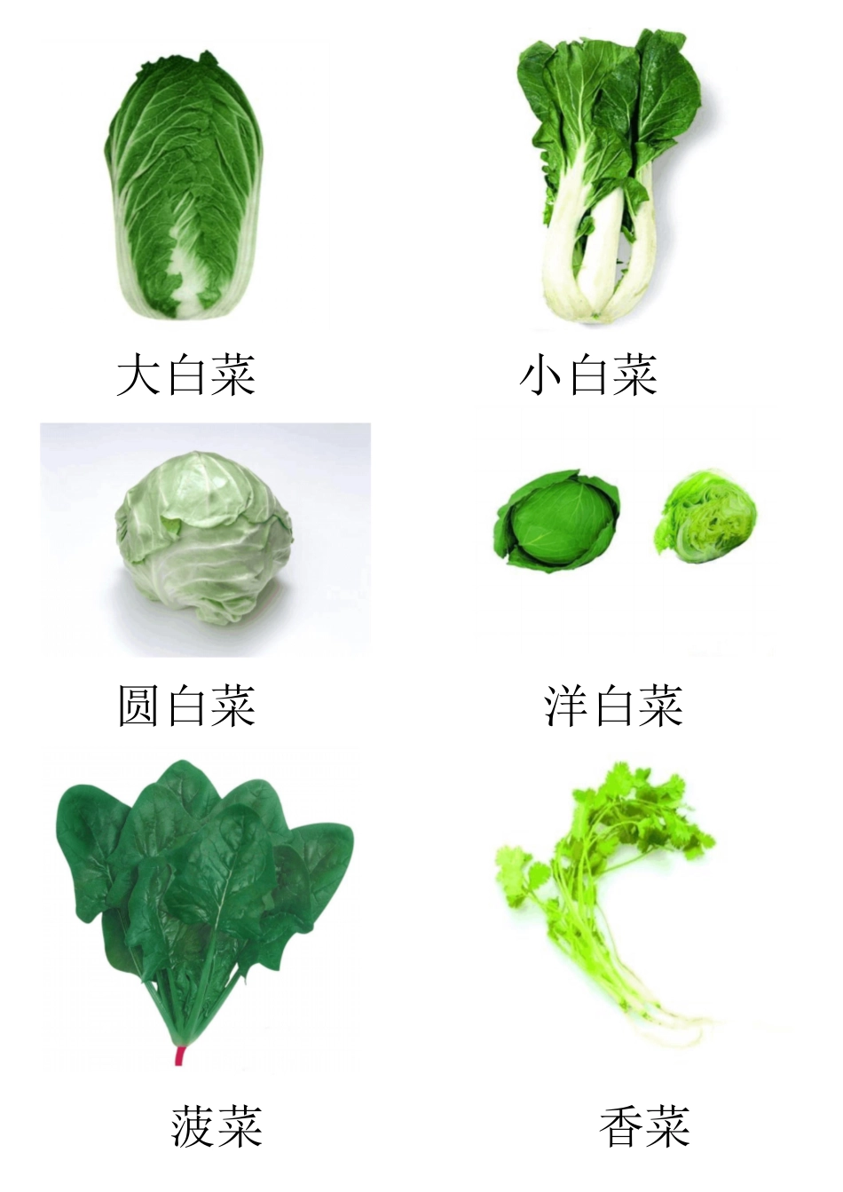 各种蔬菜图片总汇[共18页]_第2页