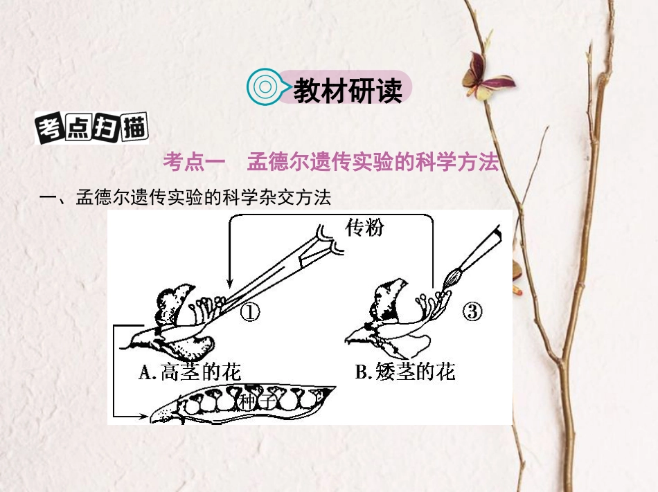（新课标）高考生物一轮复习 遗传与进化 第6单元 遗传的基本规律 第16讲 基因的分离定律课件（必修2）[共71页]_第2页