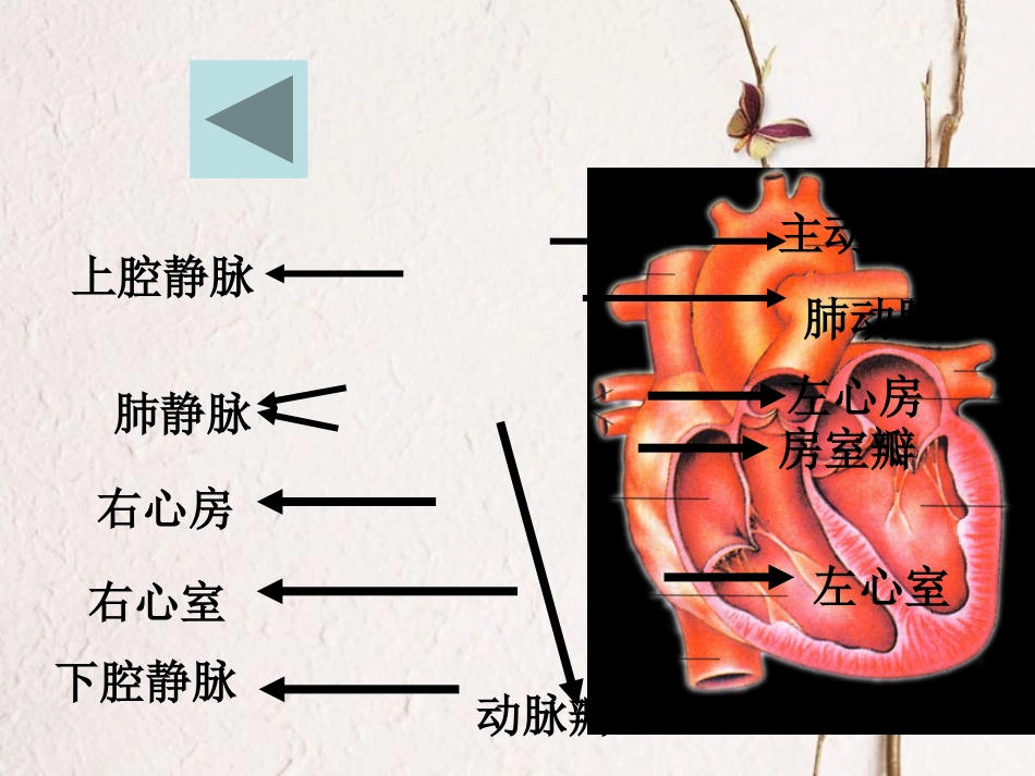 七年级生物下册 第四单元 第四章 第三节《输送血液的泵—心脏》课件 （新版）新人教版_第3页