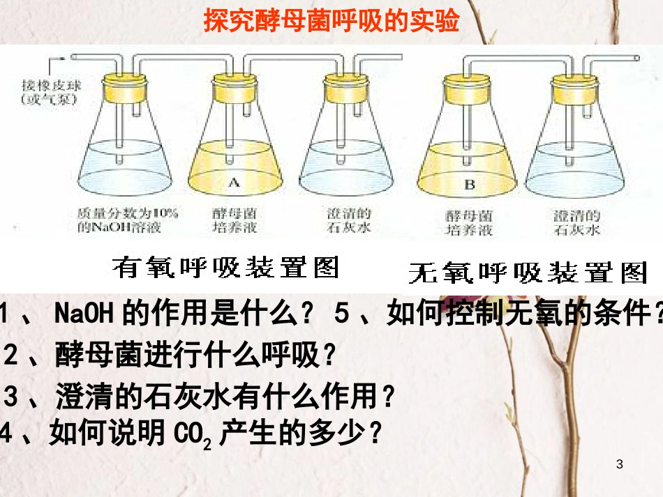 陕西省西安市高考生物 细胞代谢专题 第五部分 呼吸作用复习课件[共52页]_第3页