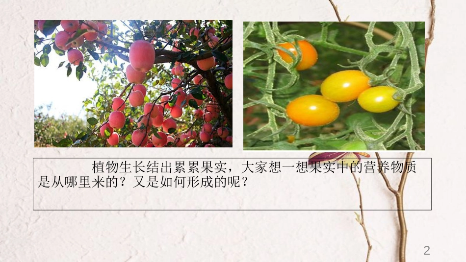 七年级生物上册 3.5.1 光合作用课件 （新版）北师大版[共23页]_第2页