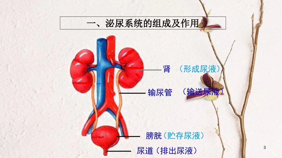 七年级生物下册 4.11.2 尿的形成和排出课件 （新版）北师大版[共18页]_第3页