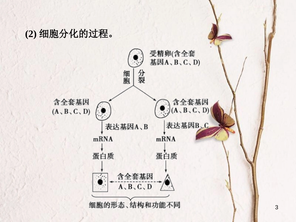 高考生物一轮复习 第4单元 细胞的生命历程 第13讲 细胞的分化、衰老、凋亡和癌变课件_第3页