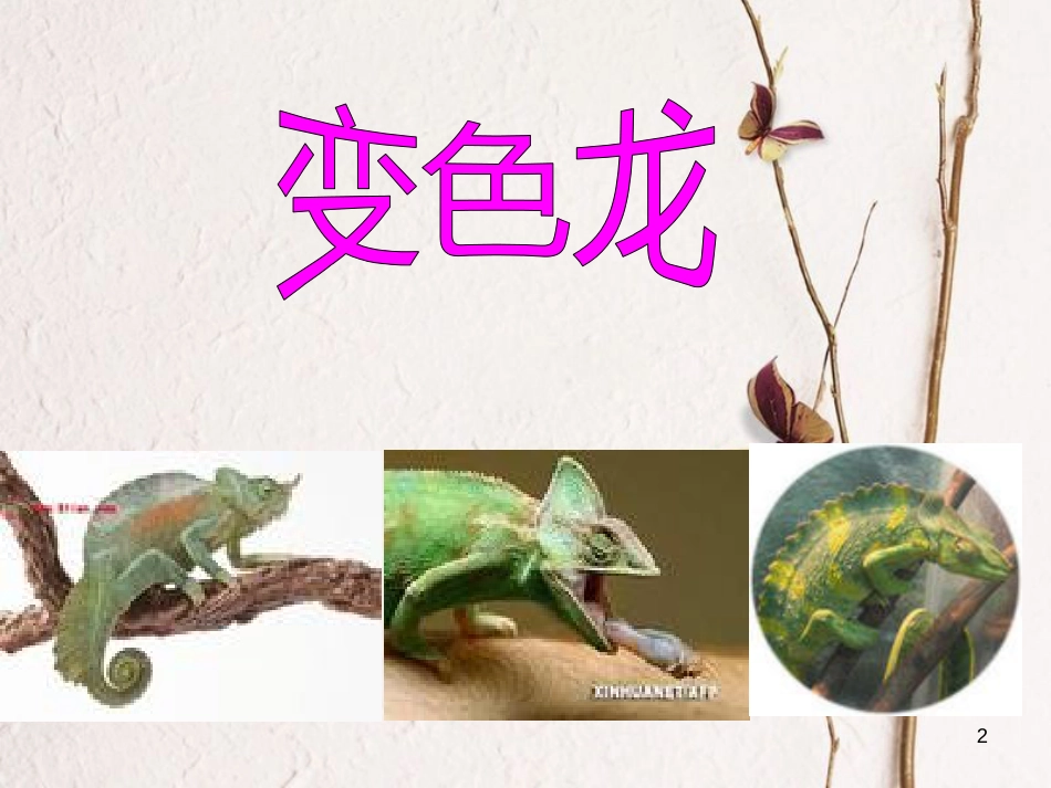 六年级科学上册 变色龙课件3 青岛版[共12页]_第2页