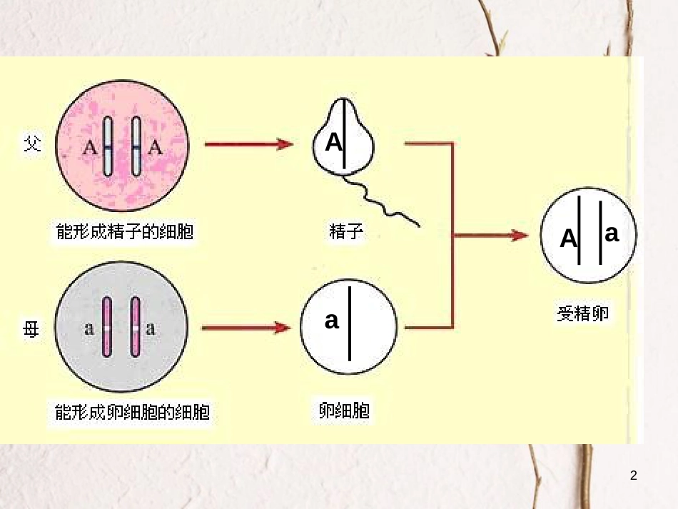 河南省濮阳县第六中学八年级生物下册 7.2.3 基因的显性和隐性课件 新人教版[共18页]_第2页