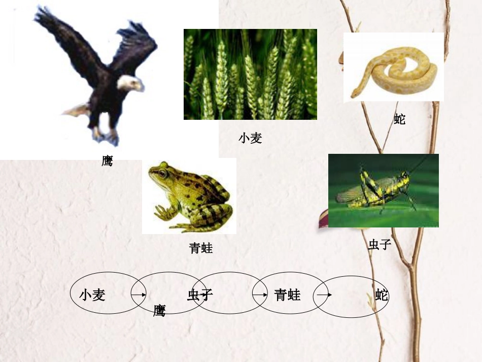 六年级科学上册 密切联系的生物界课件13 青岛版[共7页]_第2页