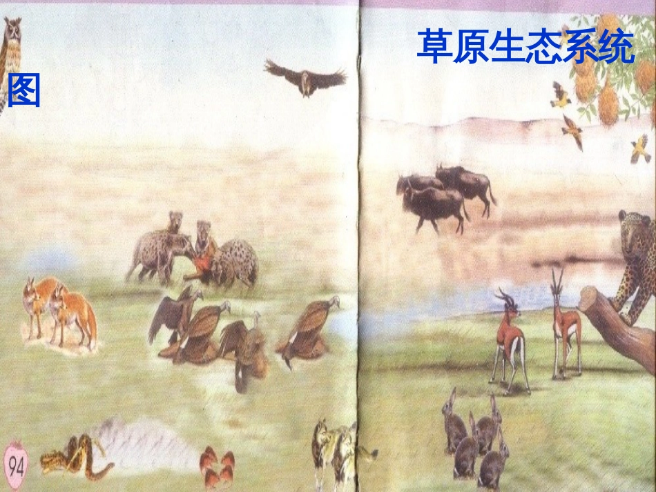 六年级科学上册 密切联系的生物界课件13 青岛版[共7页]_第3页