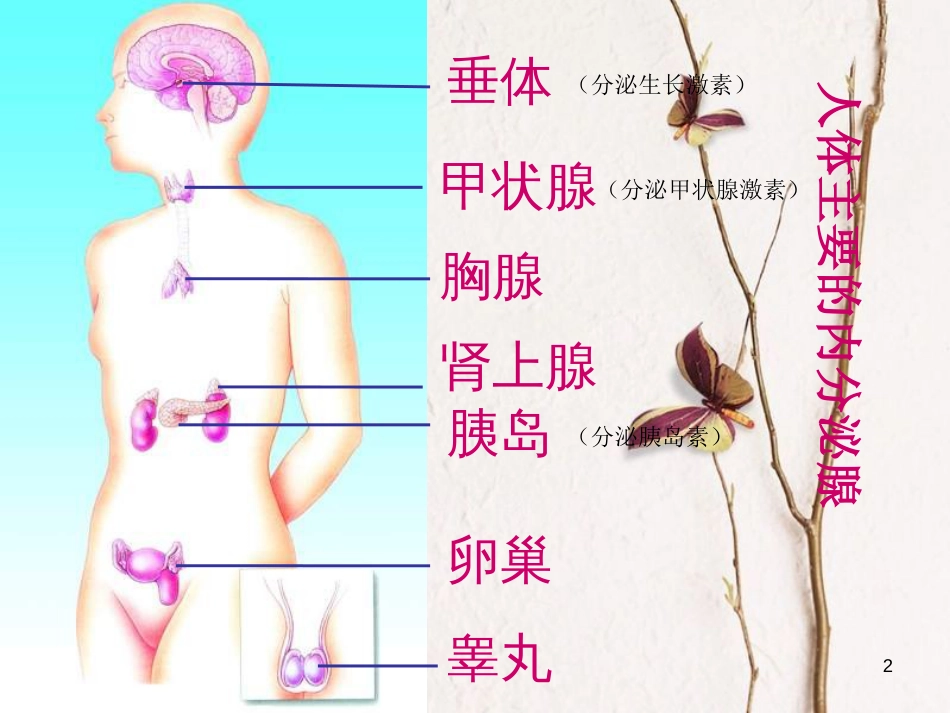 七年级生物下册 第四单元 第四章 第四节《激素调节》课件 （新版）新人教版_第2页