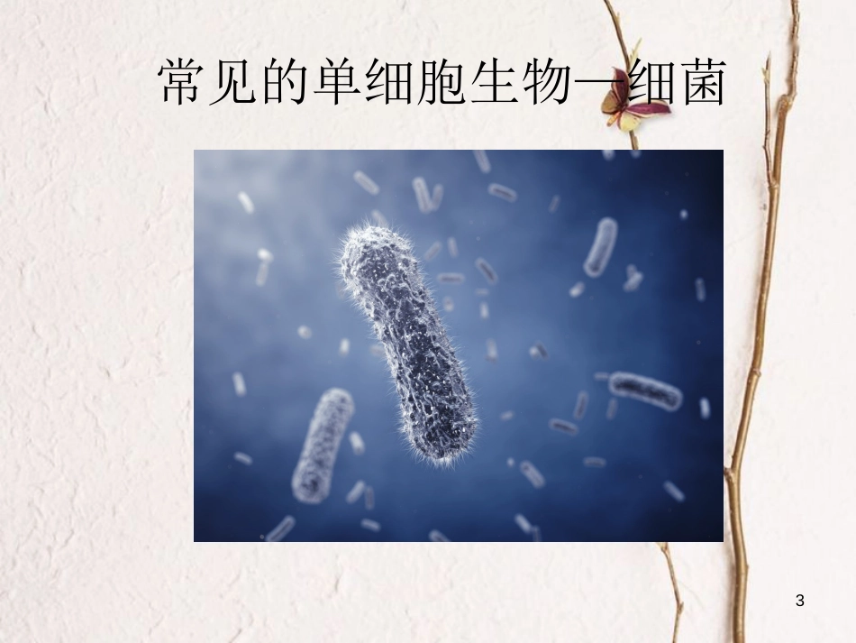 七年级生物上册 第三单元 第四章 第三节 单细胞生物课件（2）（新版）苏教版[共18页]_第3页