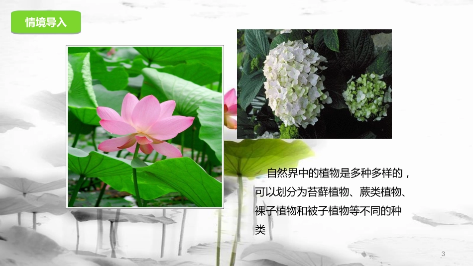 八年级生物下册 13.4 植物课件 北京课改版[共24页]_第3页