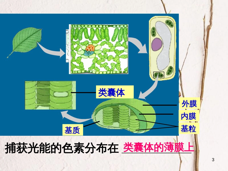 陕西省西安市高考生物 细胞代谢专题 第三部分 能量之源--光合作用复习课件[共33页]_第3页