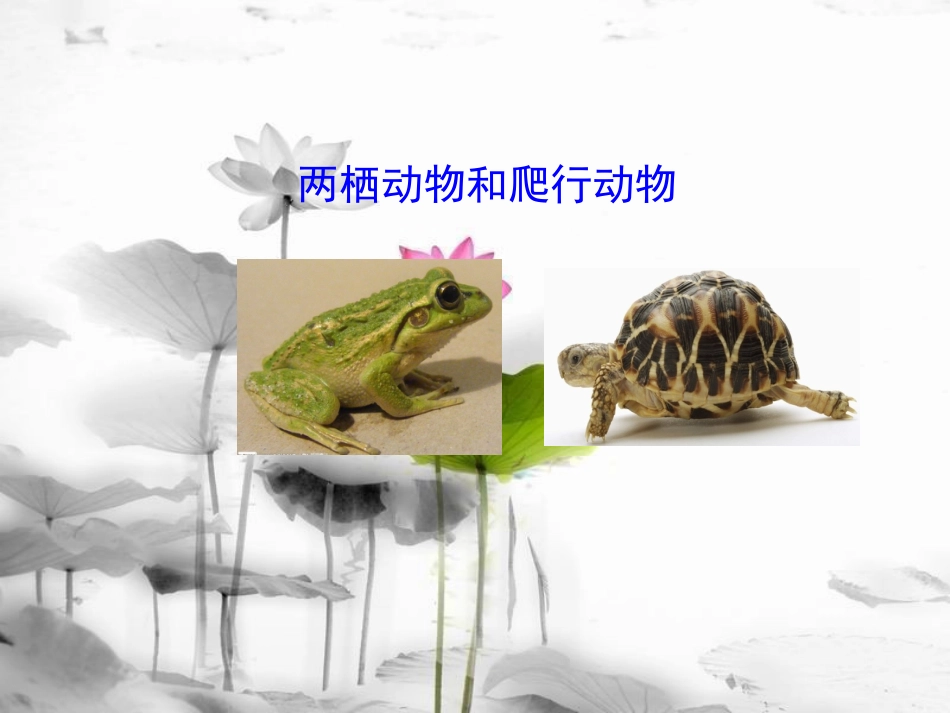 八年级生物上册 5.1.5 两栖动物和爬行动物课件3 （新版）新人教版[共17页]_第1页