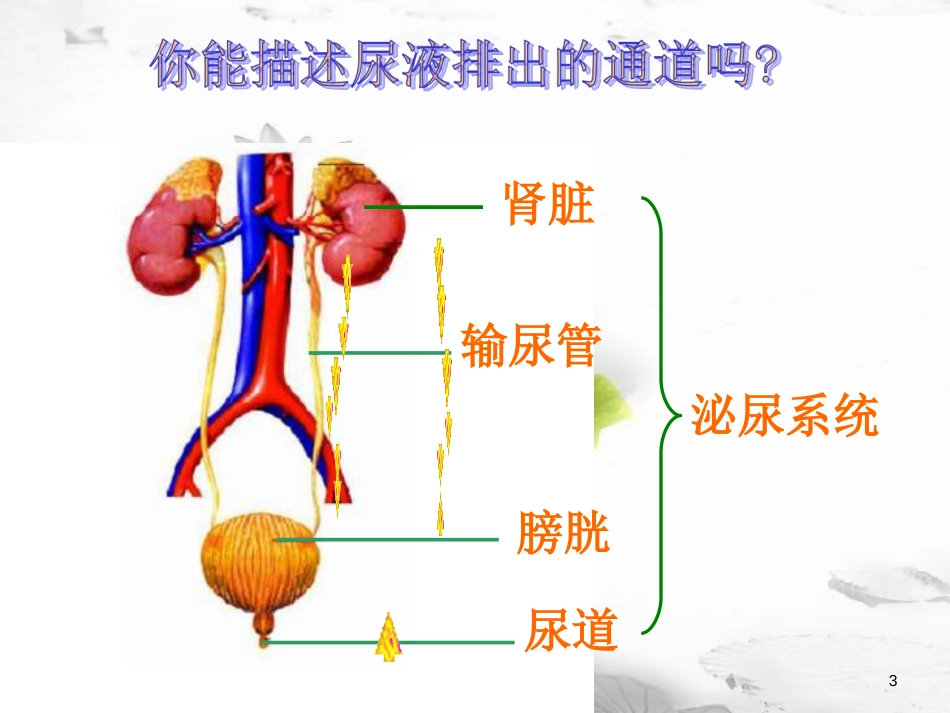 安徽省桐城市嬉子湖中心学校七年级生物下册 4.5 人体内废物的排出课件 （新版）新人教版[共13页]_第3页