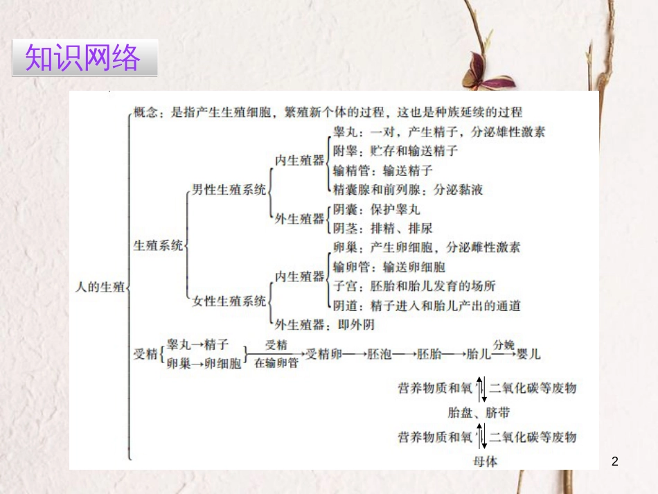 广东省七年级生物下册 第1章 第二节 人的生殖导练课件 （新版）新人教版_第2页