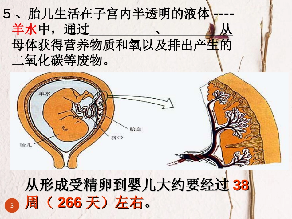 广东省佛山市七年级生物下册 第四单元 生物圈中的人复习课件 新人教版[共36页]_第3页