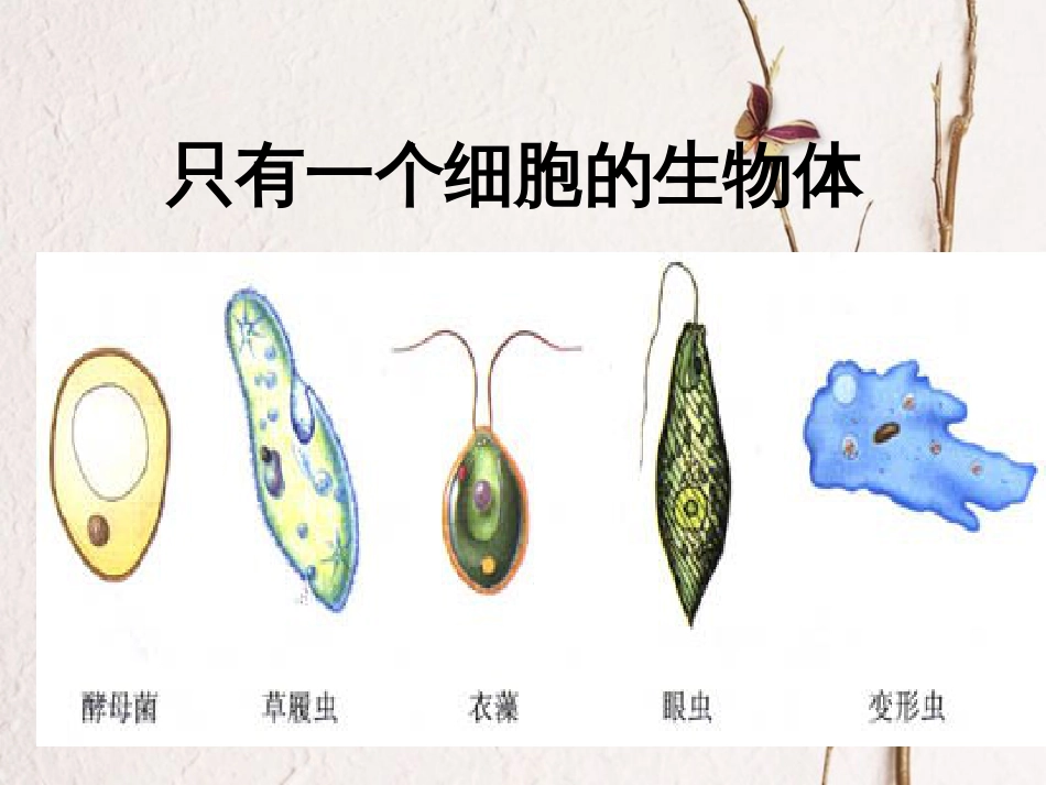 七年级生物上册 第三单元 第四章 第三节 单细胞生物课件（1）（新版）苏教版[共17页]_第2页