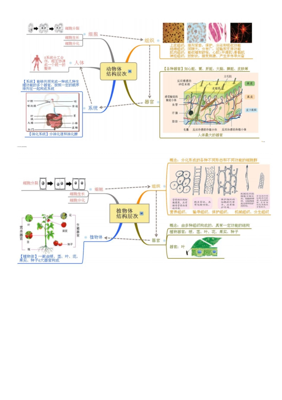 第2章-观察生物思维导图_第2页