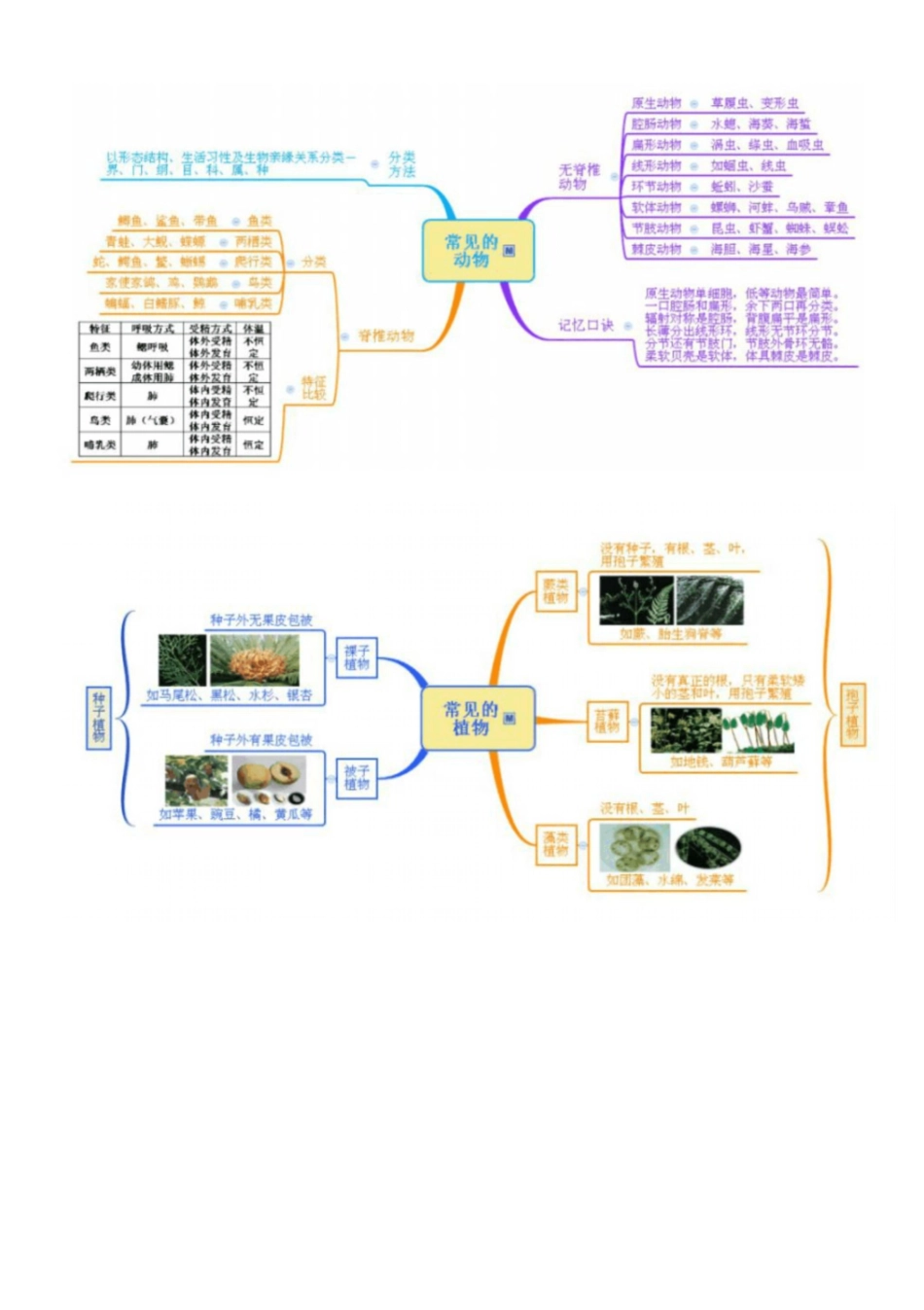 第2章-观察生物思维导图_第3页