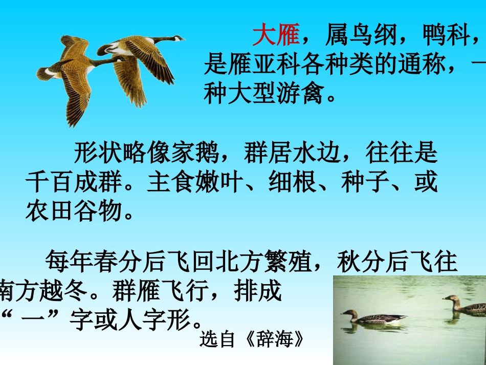《大雁归来》PPT课件[53页]_第3页