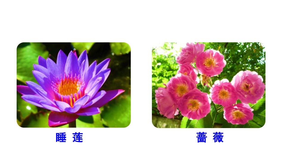 《花钟》完美版PPT课件_第3页