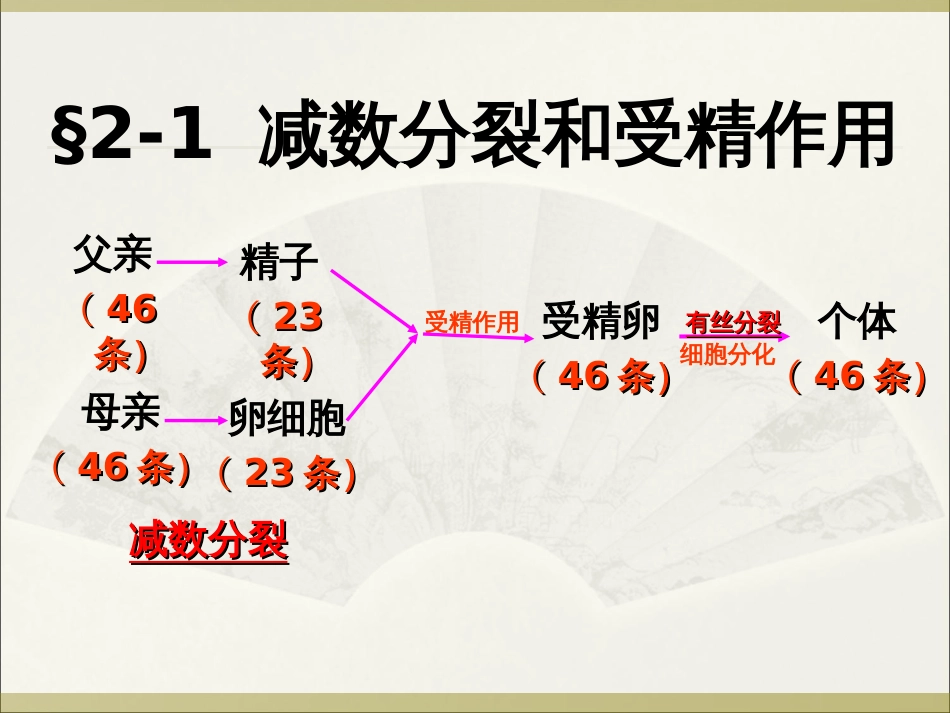 《减数分裂和受精作用》课件ppt完整[34页]_第2页