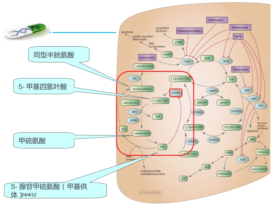 MTHFR基因检测与叶酸代谢(产科方向)(全文)_第2页