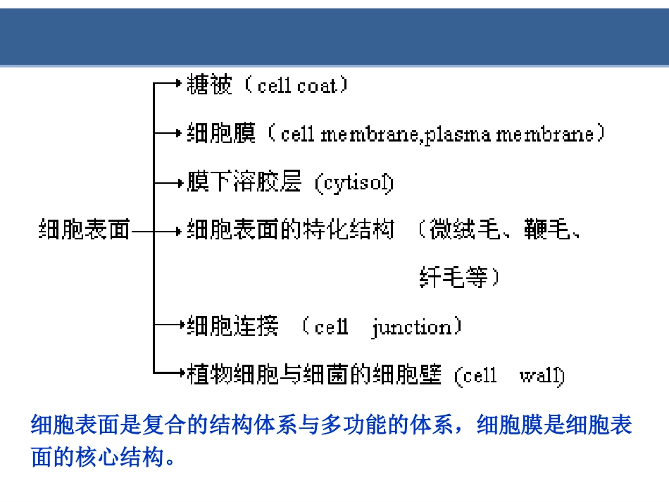 第4章细胞质膜(翟中和第四版)_第2页