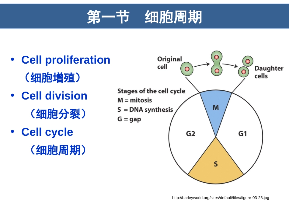 第13章细胞周期与细胞分裂(翟中和第四版)_第3页