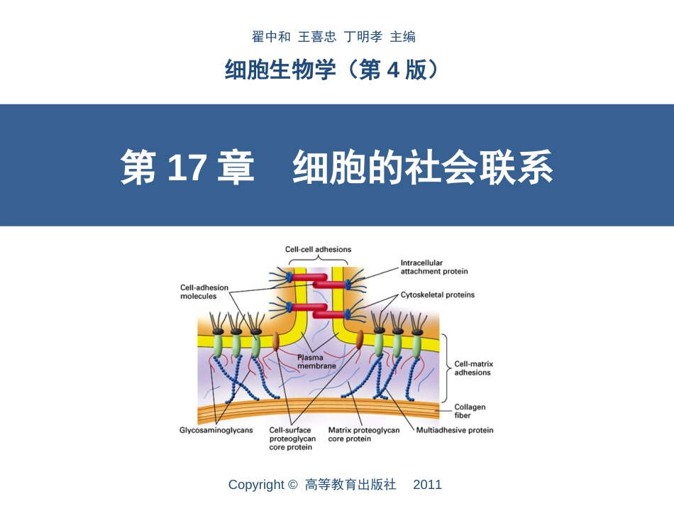 第17章细胞的社会联系(翟中和第四版)_第1页