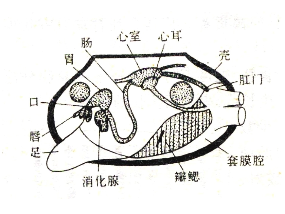 第九章软体动物门[125页]_第3页