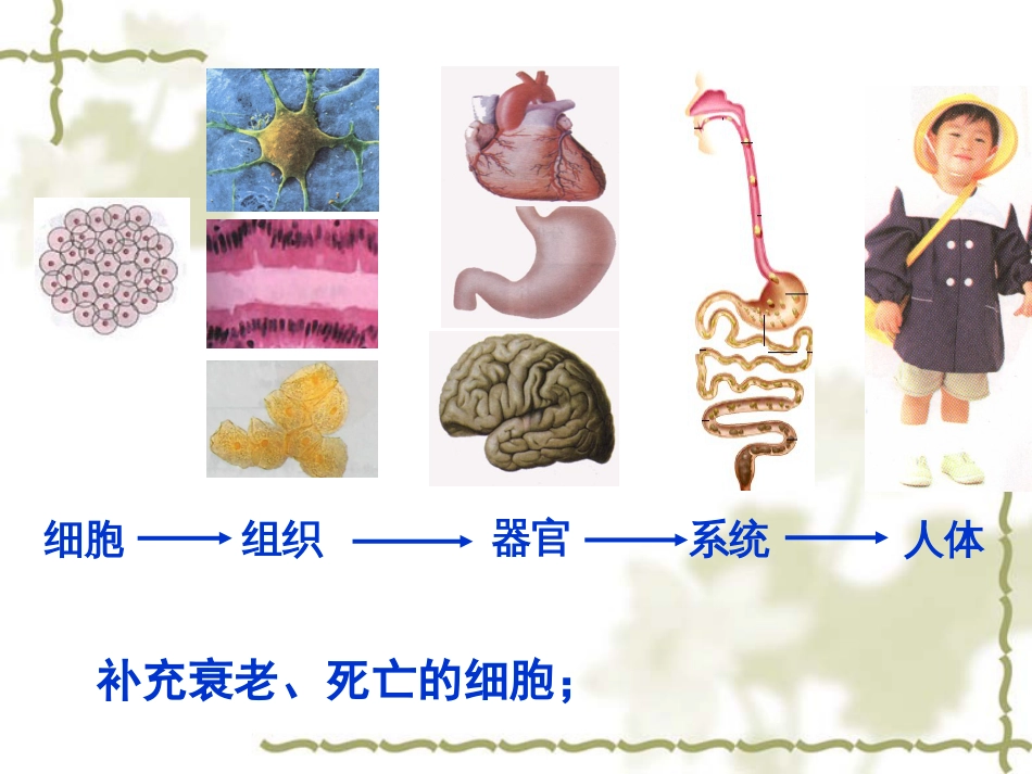 动物细胞的有丝分裂PPT课件[20页]_第2页
