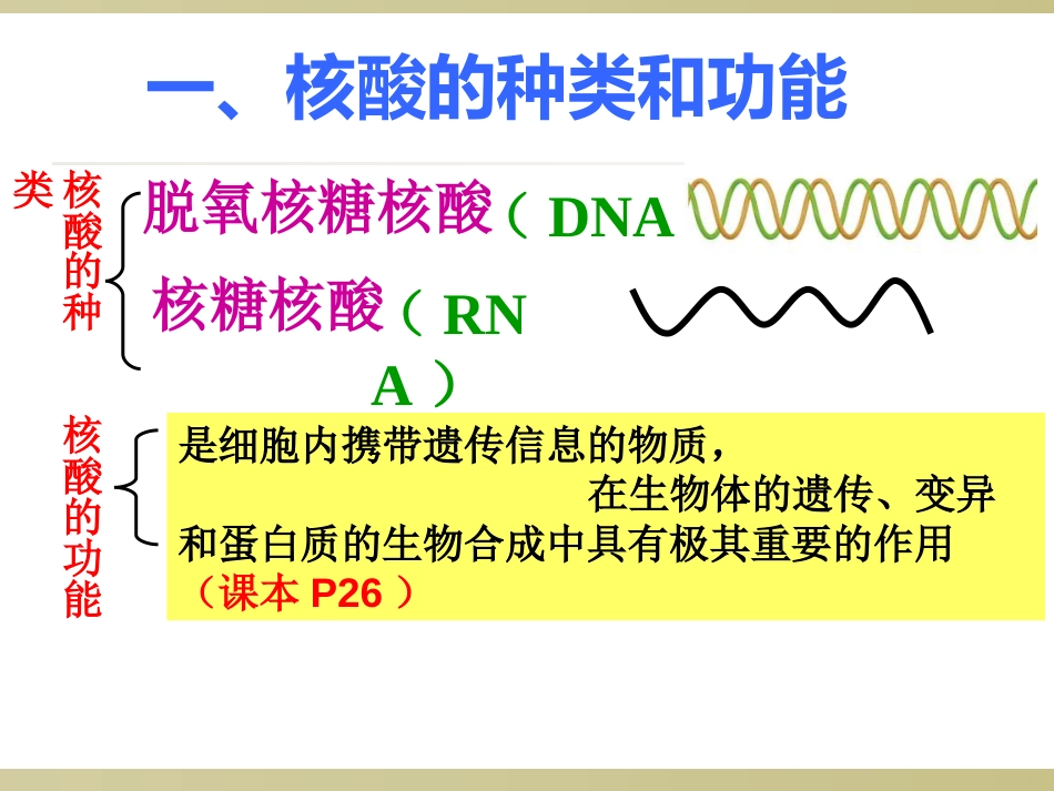 核酸一轮复习用[30页]_第3页