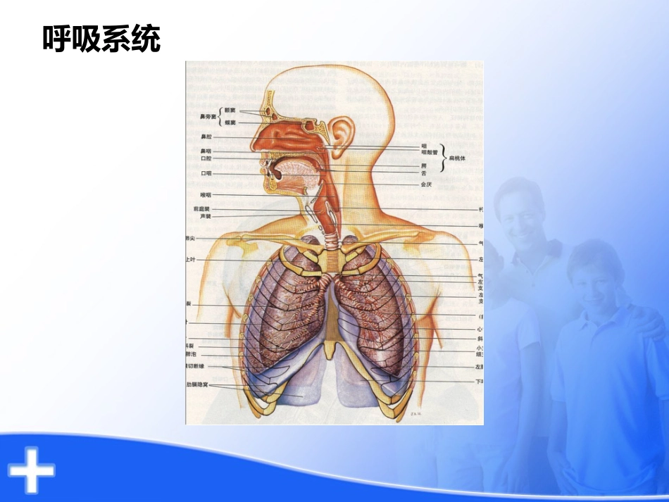 呼吸衰竭的护理[35页]_第2页