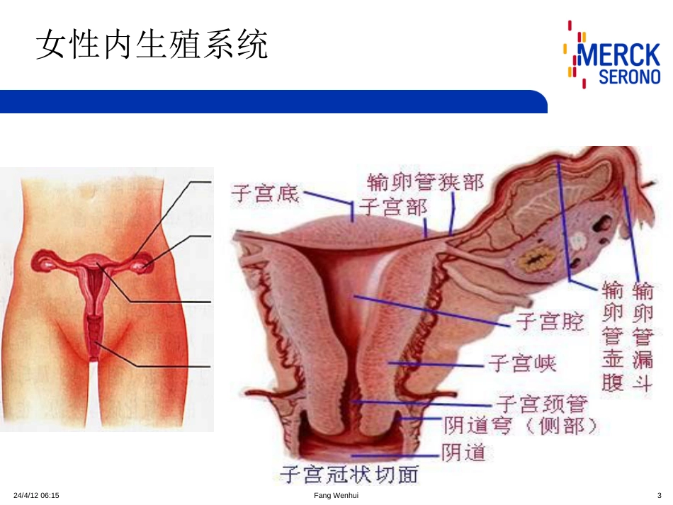 默克解剖及生殖内分泌基础[124页]_第3页