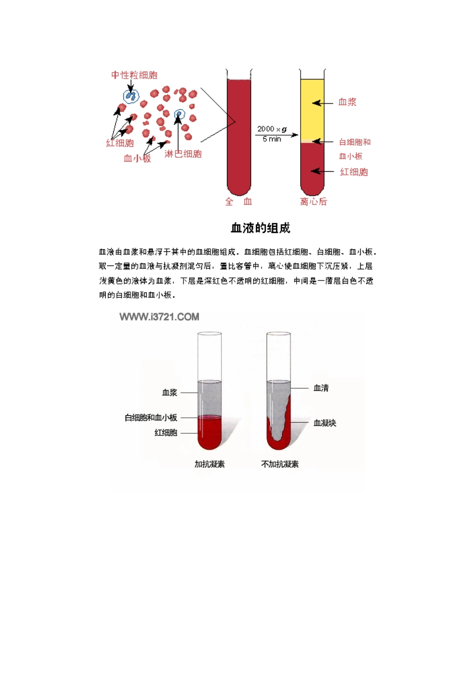 2022年血液基础知识点及图解_第2页