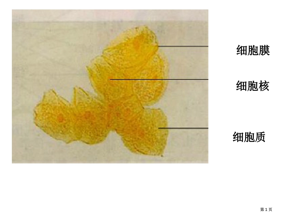 生物细胞器系统内的分工合作新人教版必修一公开课一等奖优质课大赛微课获奖课件_第1页