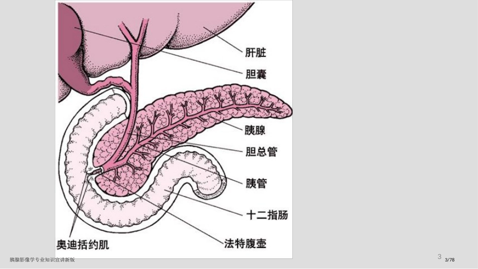 胰腺影像学专业知识宣讲新版_第3页