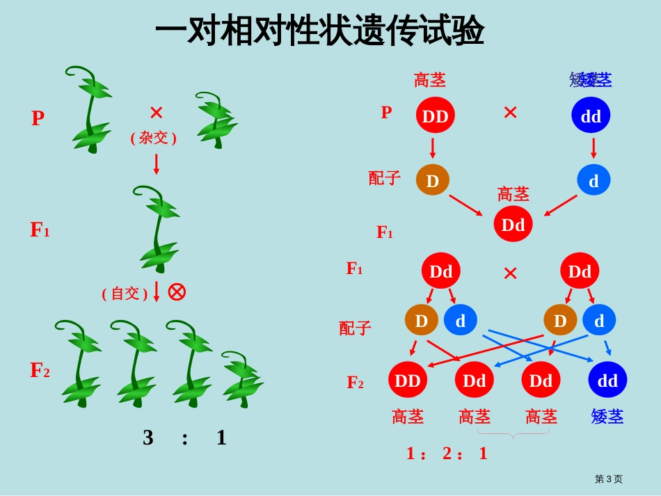 生物自由组合规律实验新人教版必修2公开课获奖课件_第3页