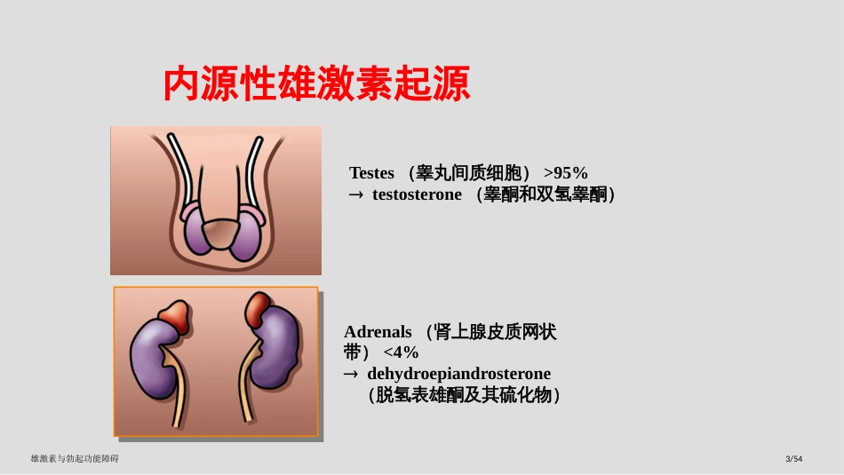 雄激素与勃起功能障碍_第3页