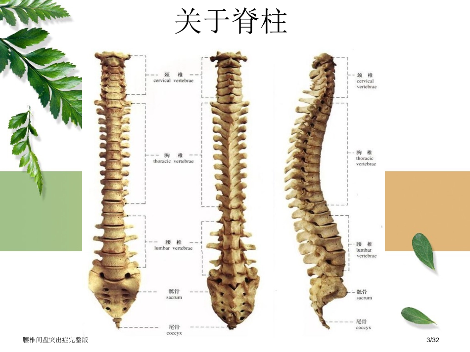 腰椎间盘突出症完整版_第3页