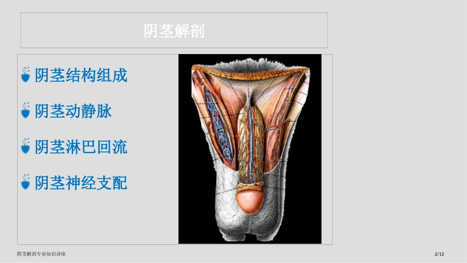 阴茎解剖专业知识讲座_第2页