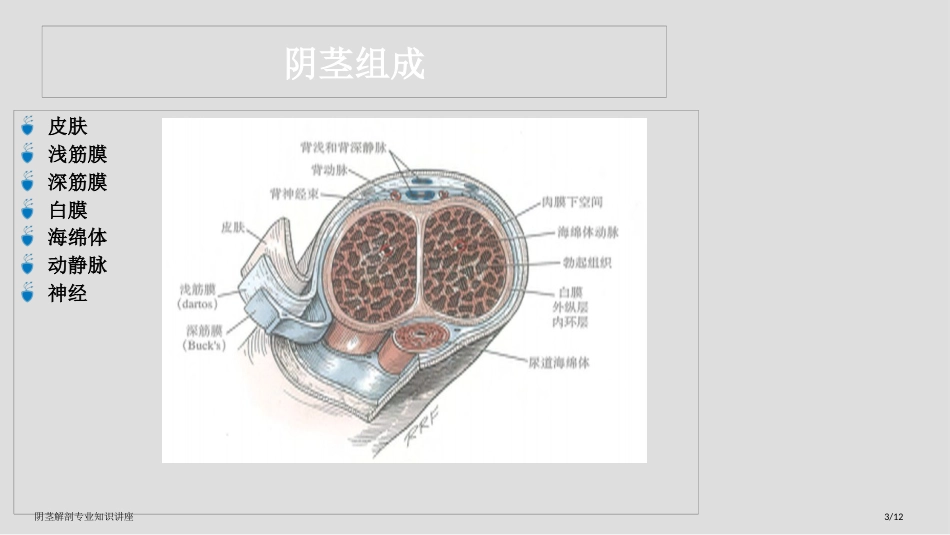 阴茎解剖专业知识讲座_第3页