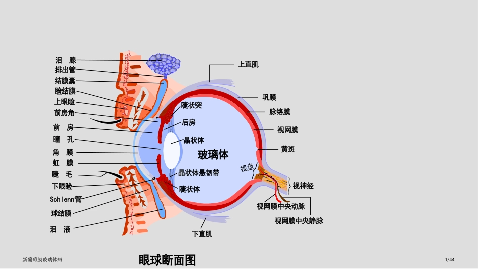 新葡萄膜玻璃体病_第1页