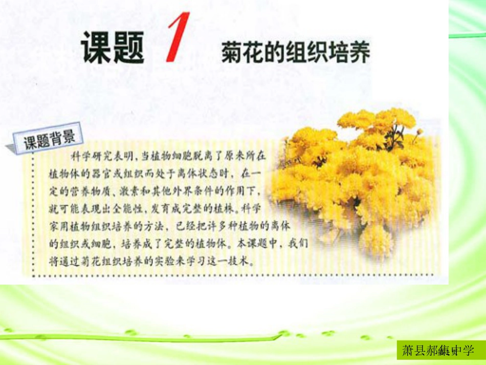 人教版教学生物选修菊花的组织培养市公开课金奖市赛课一等奖课件_第1页