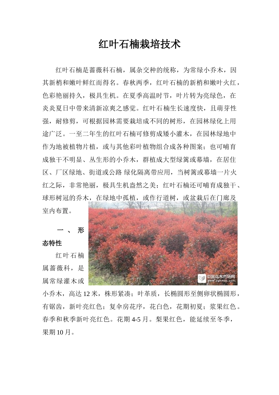 红叶石楠种植技术_第1页