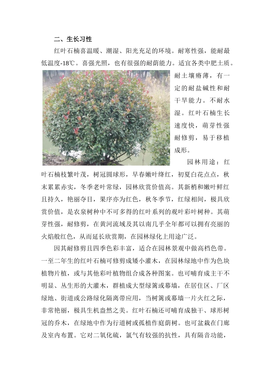 红叶石楠种植技术_第2页