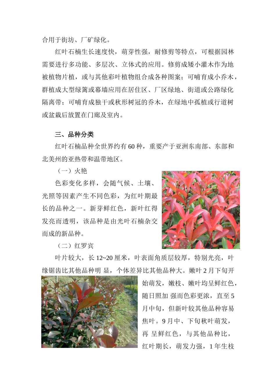 红叶石楠种植技术_第3页