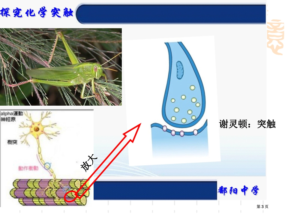 探究突触之间的化学传递公开课一等奖优质课大赛微课获奖课件_第3页