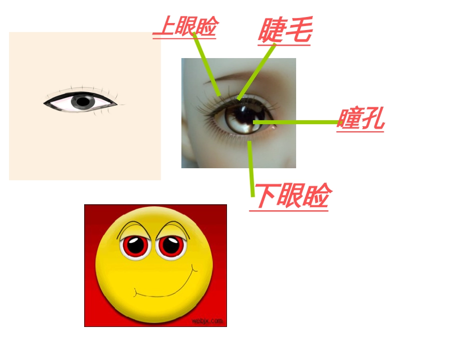 中班健康爱护眼睛_第3页